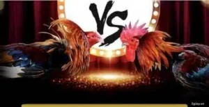 Hướng Dẫn Cách Chơi Đá Gà WS168 Tại 33WIN Hiệu Quả Nhất